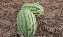 不会吃瓜的小瓜是什么,一场关于成长与认知的奇妙之旅