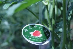 吃瓜保甜密码,揭秘瓜界甜蜜秘诀