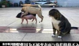 吃瓜群众的感慨,娱乐圈风云再起，揭秘明星幕后真相