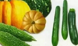 老芒瓜怎么吃,探索传统美食新境界