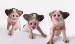 甜猪吃瓜剧,揭秘娱乐圈背后的甜蜜与苦涩