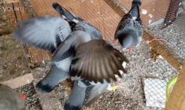 小鸽子吃瓜,趣味横生的夏日趣事