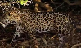 豹子喜欢吃瓜吗,瓜果的忠实爱好者？揭秘野生动物的饮食习惯