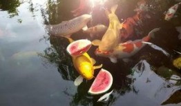 锦鲤可以吃瓜么,探究锦鲤能否享用美味瓜果的秘密