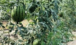 在北京吃瓜视频,揭秘北京街头巷尾的热辣视频风云