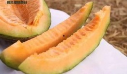 福姬吃蜜瓜,甜蜜滋味，尽享人生美好