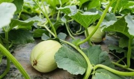 不会吃瓜的小瓜是什么,一场关于成长与认知的奇妙之旅