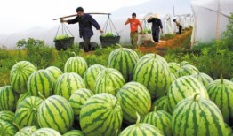 大妈吃瓜视频大全,揭秘娱乐圈幕后故事