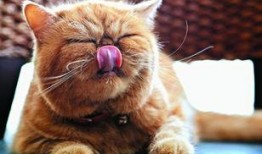 吃瓜猫帅图,揭秘吃瓜猫帅图背后的魅力