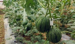 不会吃瓜的小瓜是什么,一场关于成长与认知的奇妙之旅