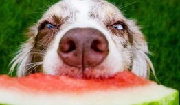 狗子趴窗边吃瓜