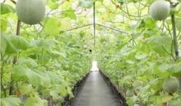 糖尿病吃网纹瓜,糖尿病患者的网纹瓜食疗之道