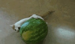 穿越明国吃瓜,品味风云变幻中的市井百态