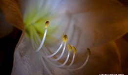 梦到自己摘瓜吃,瓜熟蒂落，美味共享