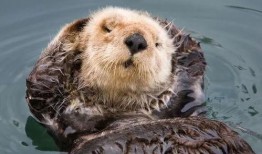 水獭吃瓜吃哭视频大全,萌态视频大盘点