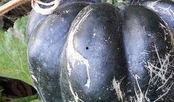 孩子吃方瓜好吗,孩子食用方瓜的益处分析