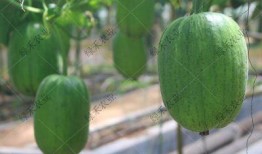 山东嫩瓜怎么吃,解锁夏日清新口感