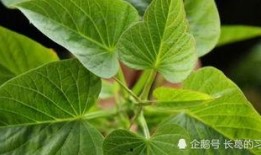 回乡吃瓜,品味家乡味道，感受乡愁情怀