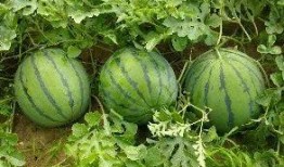 吃瓜卖瓜种瓜的故事,吃瓜、卖瓜与种瓜的智慧传奇