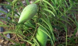 脆梢瓜怎么吃,解锁美味新体验