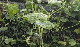 绵阳吃瓜事件,一场网络舆论的风暴与反思