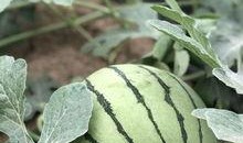 内蒙吃瓜网红,揭秘草原上的“瓜界达人”