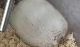 瓜园里吃瓜的老鼠叫什么,聆听吃瓜老鼠的奇妙叫声