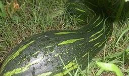 孩子吃方瓜好吗,孩子食用方瓜的益处分析