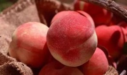 桃淘吃瓜君,桃淘吃瓜君带你揭秘娱乐圈那些事儿