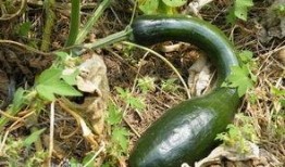 方瓜头如何吃,解锁多样吃法，尽享美味人生