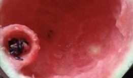 diy硬核吃瓜,揭秘幕后真相，畅享自制瓜果盛宴