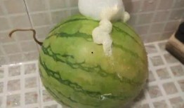 吃瓜少女吐泡泡视频,揭秘网络短视频的趣味魅力