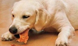 狗子趴窗边吃瓜