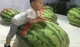 可杰吃瓜事件,揭秘娱乐圈背后的真相与争议