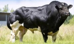 老黄牛吃脆瓜,一场农耕与自然的和谐交响