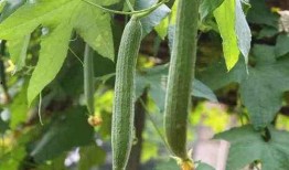 吃瓜用数字几表示,吃瓜群众的狂欢盛宴