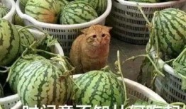 吃渣男的瓜,揭秘那些被吃掉的“甜蜜陷阱”