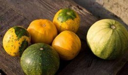 儿童可以吃茄瓜吗,茄瓜的营养与食用指南