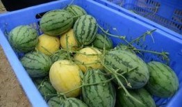 呼市吃瓜群,揭秘城市生活百态的“瓜田”