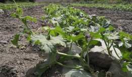 回乡吃瓜,品味家乡味道，感受乡愁情怀