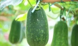 吃瓜一夏,一场视觉与味蕾的双重盛宴