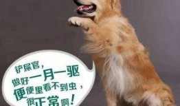 小孩吃瓜狗吃虫视频故事,小动物们的美食奇遇记