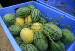 吃瓜群在线吃瓜