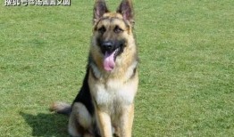 德牧吃哈密瓜,一场意外的美味邂逅