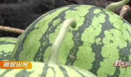 宜昌主播吃瓜,趣味横生直播秀引网友热议