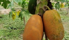 清远吃瓜,揭秘当地特色美食背后的故事