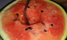 怀孕期间可以吃麒麟瓜吗,麒麟瓜在孕期食用安全解析