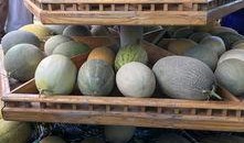 新疆吃瓜贴吧,揭秘新疆网络社区的热议话题