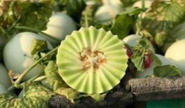 武邑吃玉菇瓜,玉菇瓜的独特风味之旅