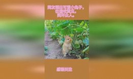 兔子可以吃黃瓜,探索黄瓜的绿色美味